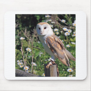 Barn Owl Muismat