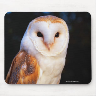 Barn Owl Muismat