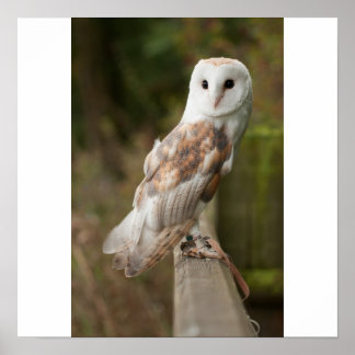 Barn Owl op een hek Poster