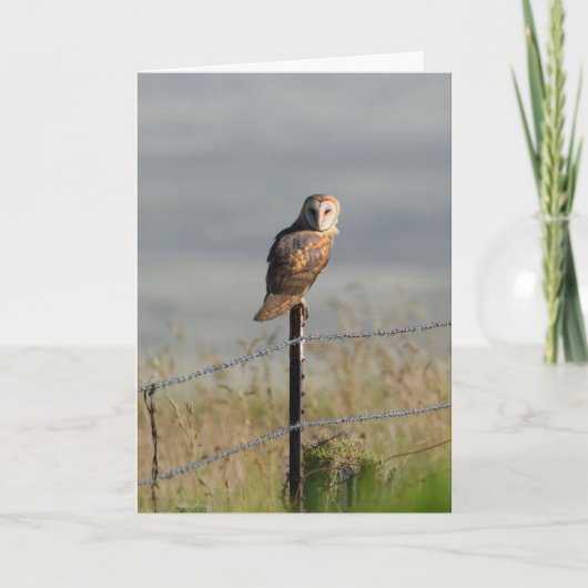 Barn Owl op een Post Kaart (Voorkant)