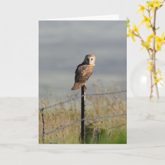 Barn Owl op een Post Kaart (Gele Bloem)