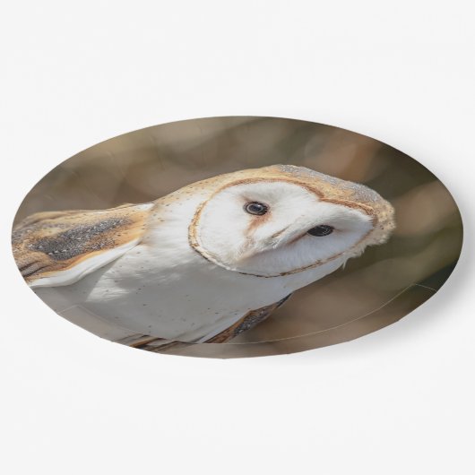 Barn Owl Papieren Bordje (Gekanteld)