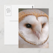 Barn Owl Portrait Briefkaart (Voorkant / Achterkant)