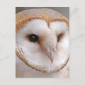 Barn Owl Portrait Briefkaart (Voorkant)