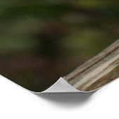 Barn Owl Poster (Hoek)