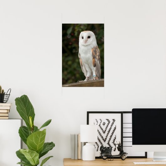 Barn Owl Poster (Thuiskantoor)