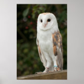 Barn Owl Poster (Voorkant)