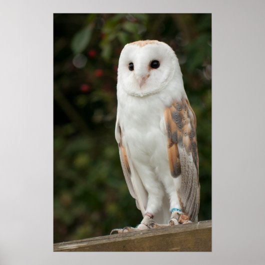 Barn Owl Poster (Voorkant)