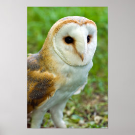Barn Owl Poster