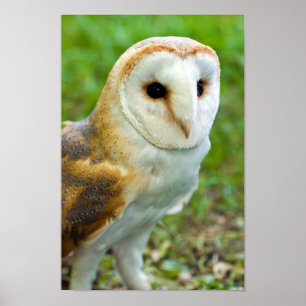 Barn Owl Poster