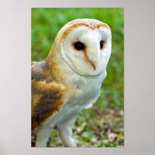 Barn Owl Poster (Voorkant)