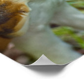 Barn Owl Poster (Hoek)