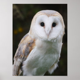 Barn Owl Poster