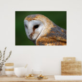 Barn Owl Poster (Keuken)