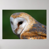 Barn Owl Poster (Voorkant)