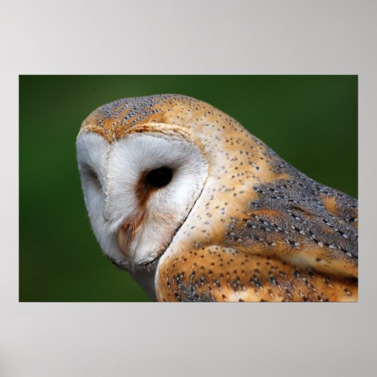 Barn Owl Poster (Voorkant)