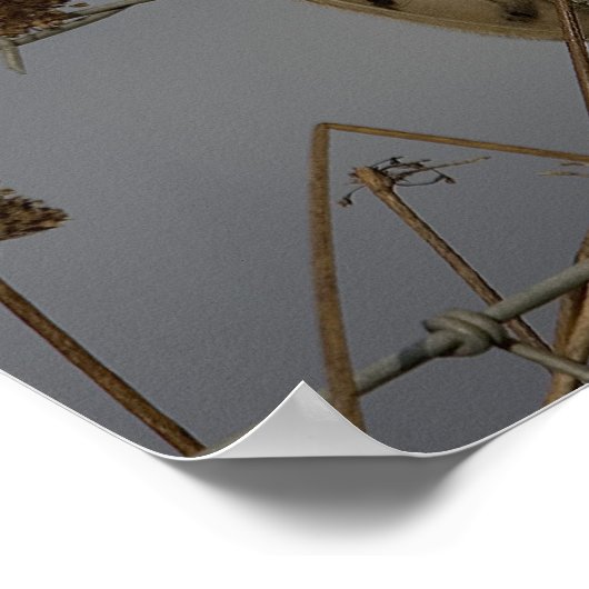 Barn Owl Poster (Hoek)