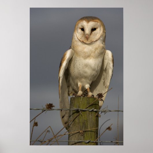 Barn Owl Poster (Voorkant)