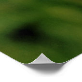 BARN OWL POSTER (Hoek)