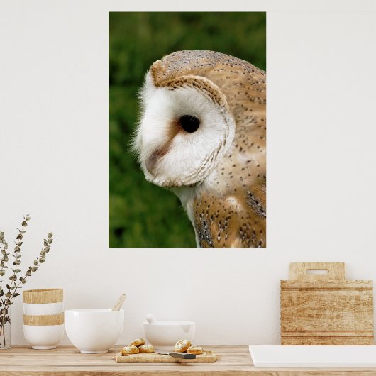 BARN OWL POSTER (Keuken)