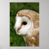 BARN OWL POSTER (Voorkant)