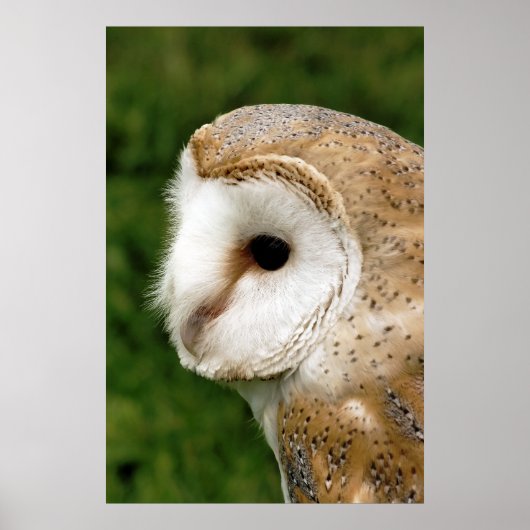 BARN OWL POSTER (Voorkant)