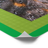 Barn Owl Poster (Hoek)