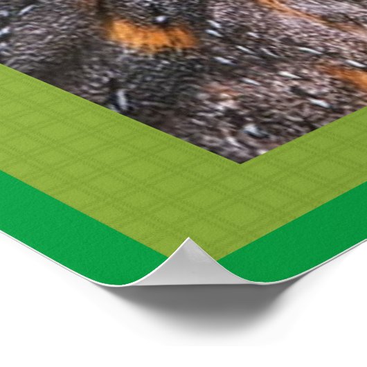 Barn Owl Poster (Hoek)