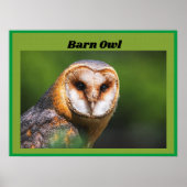 Barn Owl Poster (Voorkant)