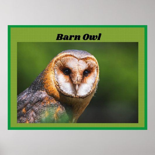 Barn Owl Poster (Voorkant)