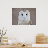 Barn Owl Poster (Keuken)