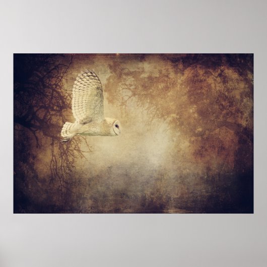 Barn Owl Poster of ontkoppeling (Voorkant)