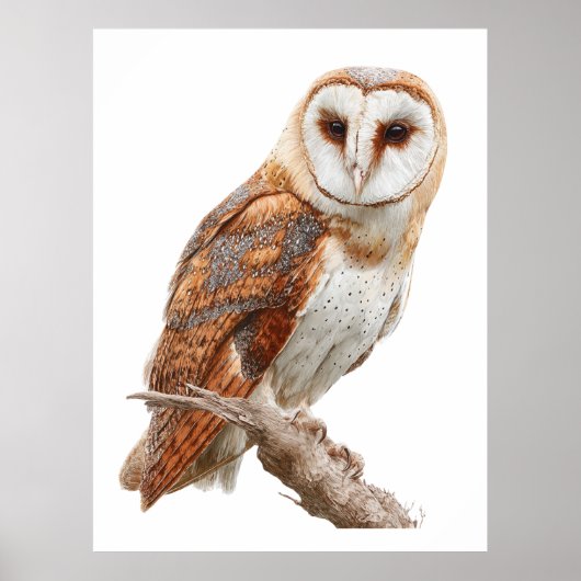 Barn Owl Print, Value Poster Paper (Semi-Gloss) (Voorkant)