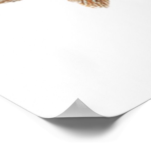 Barn Owl Print, Value Poster Paper (Semi-Gloss) (Hoek)