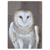 Barn Owl Raptor Foto Klembord (Achterkant)