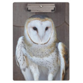 Barn Owl Raptor Foto Klembord (Voorkant)