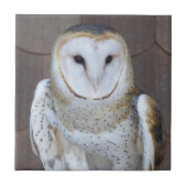 Barn Owl Raptor Foto Tegeltje (Voorkant)