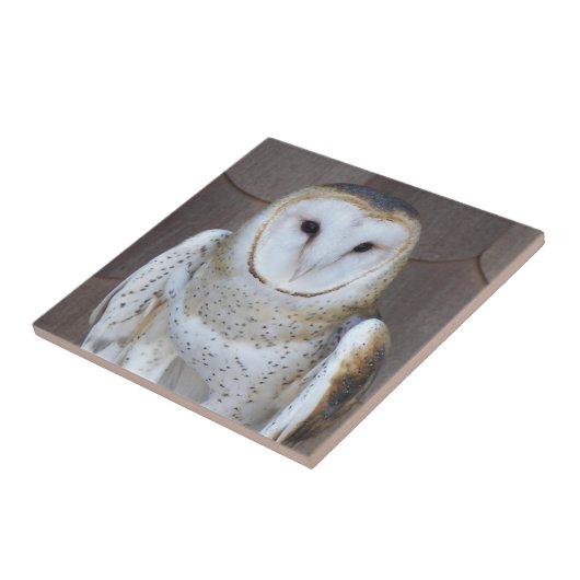 Barn Owl Raptor Foto Tegeltje (Zijkant)