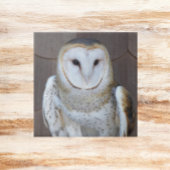 Barn Owl Raptor Foto Tegeltje