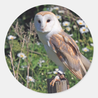 Barn Owl Ronde Sticker