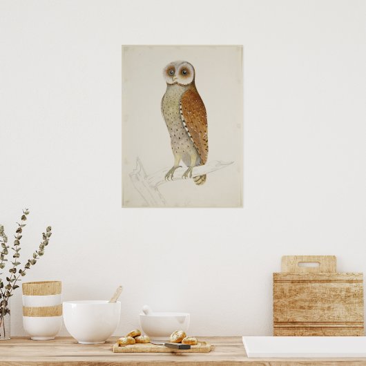 Barn owl rustic  natuur vogel illustratie poster (Keuken)