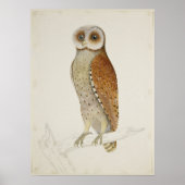 Barn owl rustic natuur vogel illustratie poster (Voorkant)