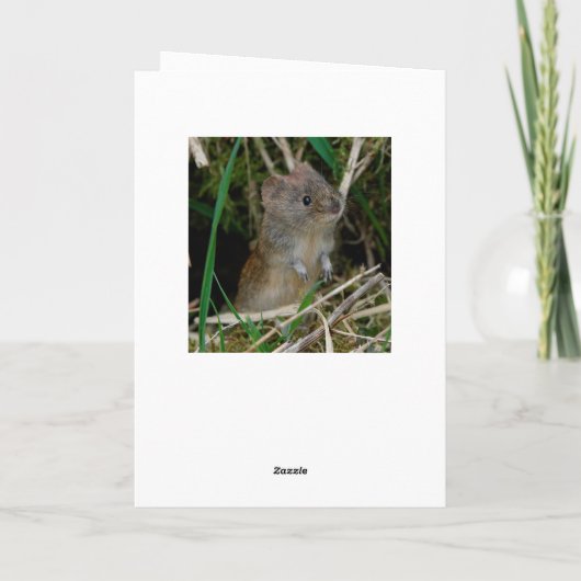 Barn owl Scotland Kaart (Achterkant)