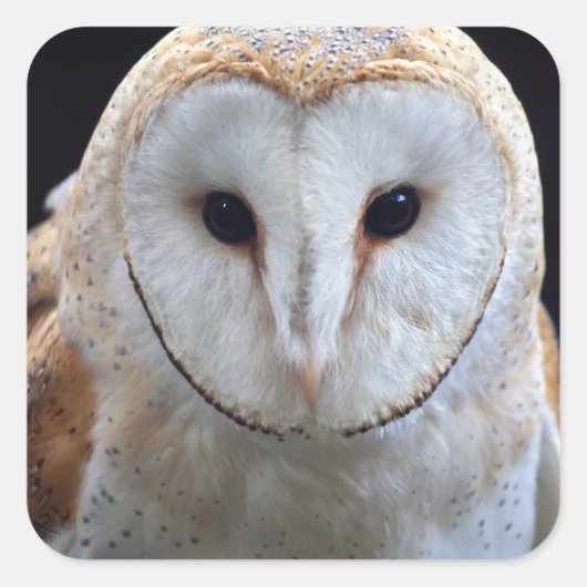 Barn Owl Sticker (Voorkant)