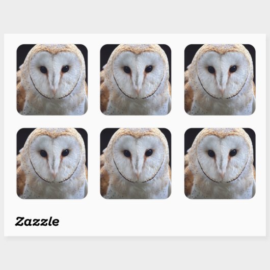 Barn Owl Sticker (Vel)