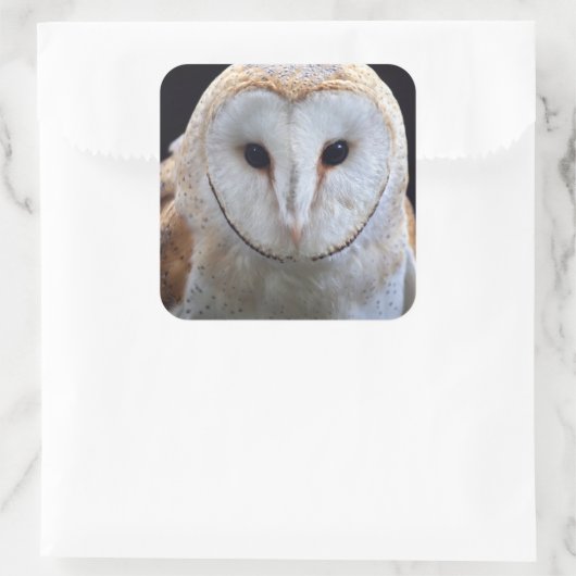 Barn Owl Sticker (Tas)