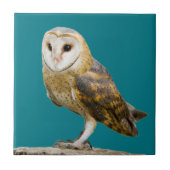 Barn Owl Tegeltje (Voorkant)