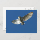 Barn Owl tijdens de vlucht overdag Briefkaart (Voorkant / Achterkant)