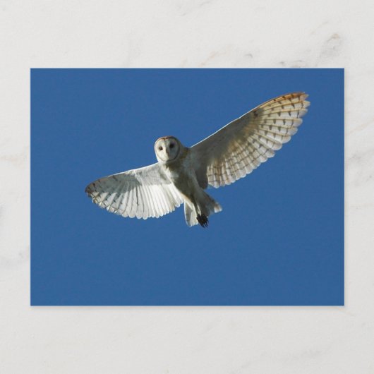 Barn Owl tijdens de vlucht overdag Briefkaart (Voorkant)