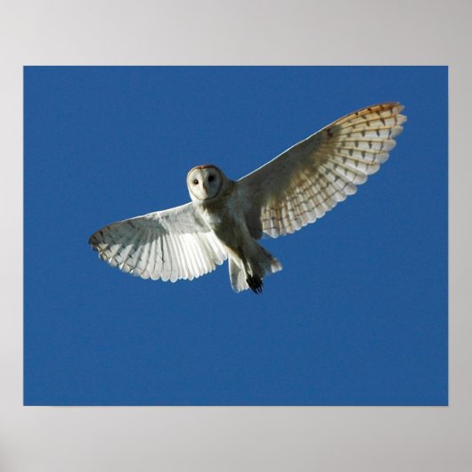 Barn Owl tijdens de vlucht overdag Poster (Voorkant)